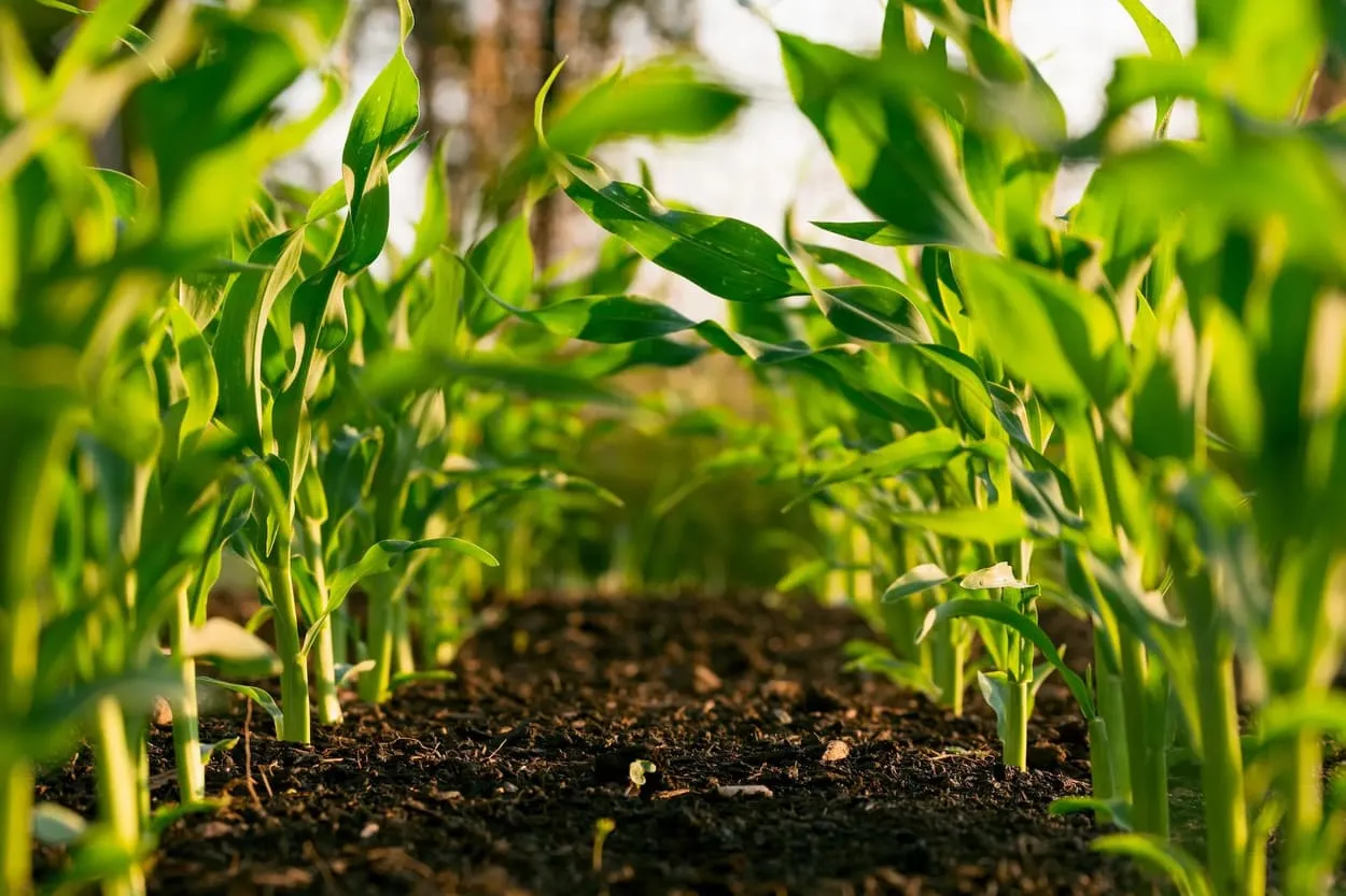 agroexportaciones peruanas