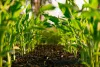 agroexportaciones peruanas