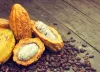 reducción producción cacao costa rica